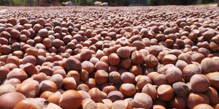 ÇİFTÇİ-SEN: Fındık üreticisi şirketler karşısında yoksulluktan açlığa itilmiştir