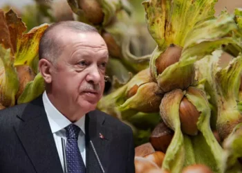 Açıklanan fındık fiyatına üreticiden tepki: Maliyeti bile karşılamaz