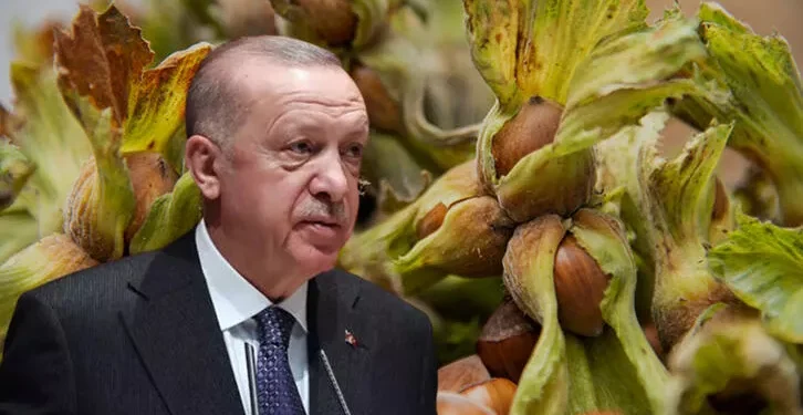 Açıklanan fındık fiyatına üreticiden tepki: Maliyeti bile karşılamaz