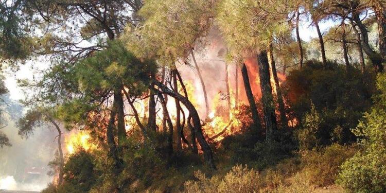 İstanbul’da ay sonuna kadar ormanlık alanlara giriş yasaklandı