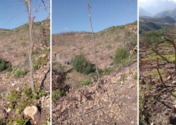 Yılan Dağları ve Ali Boğazı’nın bitişiğinde ağaç kıyımı yapıldı