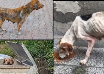 İnebolu’da hayvanlar ölüme terk ediliyor!