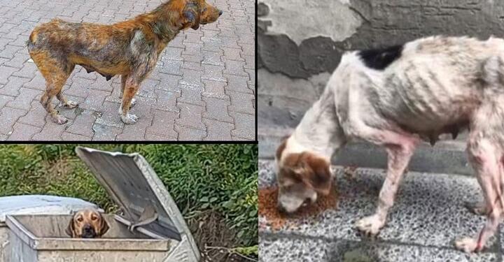 İnebolu’da hayvanlar ölüme terk ediliyor!