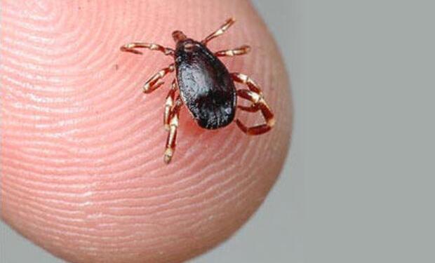 Kene mevsimi uyarıları yapıldı