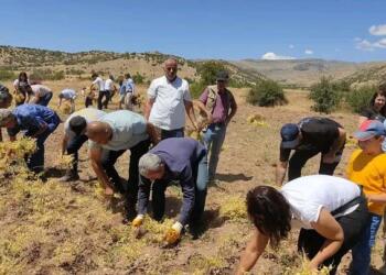 Hasançelebi’de nohut hasadı öğrenci bursu için yapıldı