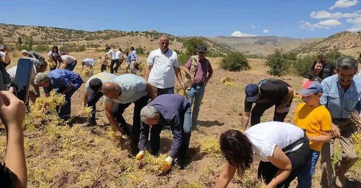 Hasançelebi’de nohut hasadı öğrenci bursu için yapıldı