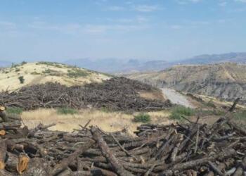Türkiye BM’ye şikayet edildi: Ormanları yok ediyor, tüm dünya zarar görüyor