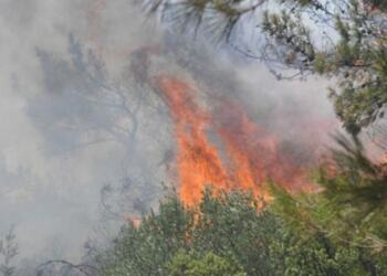 Üç kentte orman yangını: 8 ev yandı