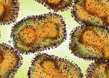 DSÖ ‘küresel acil durum’ ilan etti