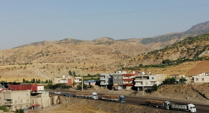 Ağaçlık alanları yağmalayıp TIR’larla başka yere taşıyorlar