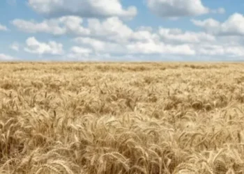 Tahıl krizi zirvesi İstanbul’da yapılacak