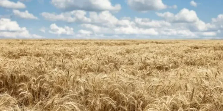 Tahıl krizi zirvesi İstanbul’da yapılacak