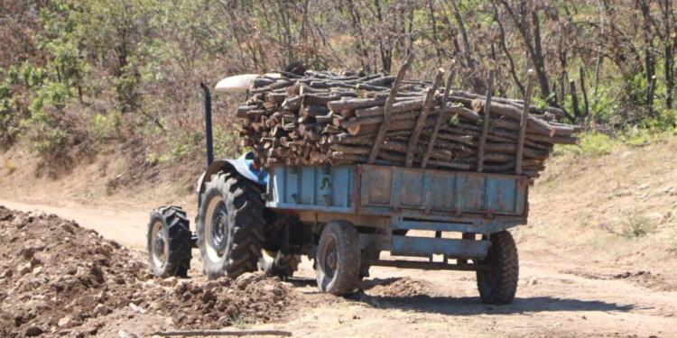Ağaç katliamı Şırnak’tan sonra Hozat’ta!