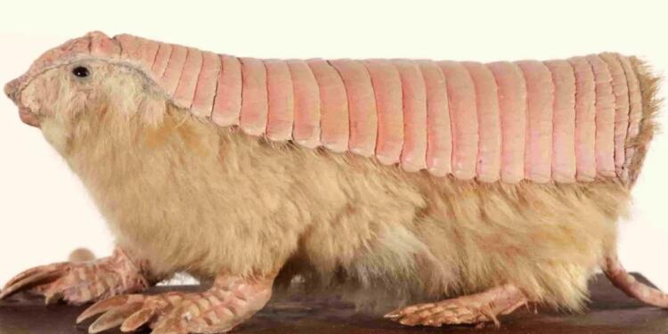 Binlerce tür tehdit altında