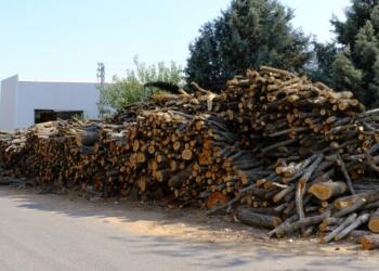 Şırnak’taki ağaç katliamına ilişkin çağrı: