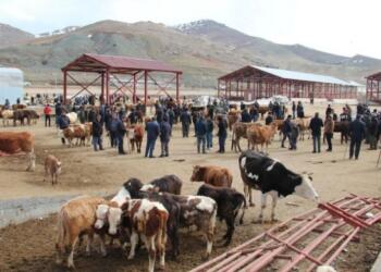 Van’da şap hastalığı çıktı: Hayvan pazarı kapatıldı