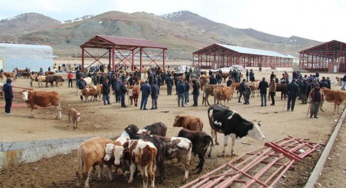 Van’da şap hastalığı çıktı: Hayvan pazarı kapatıldı