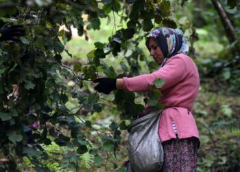 Fındık üreticileri eyleme hazırlanıyor