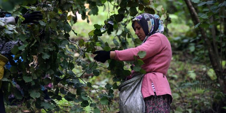 Fındık üreticileri eyleme hazırlanıyor