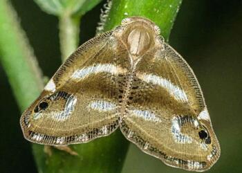 İstanbul’da ‘Vampir Kelebek’ istilası
