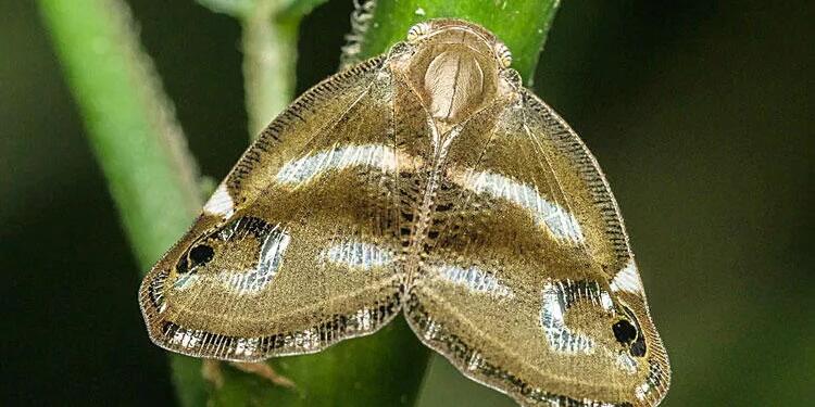 İstanbul’da ‘Vampir Kelebek’ istilası
