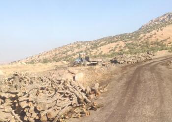 Şırnak’ta ağaç kıyımı devam ediyor: Boş arazide tonlarca odun toplandı