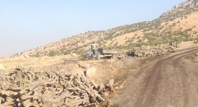 Şırnak’ta ağaç kıyımı devam ediyor: Boş arazide tonlarca odun toplandı