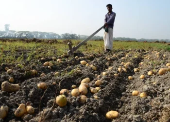 Bangladeş’te 150 bin çay işçisi greve çıktı