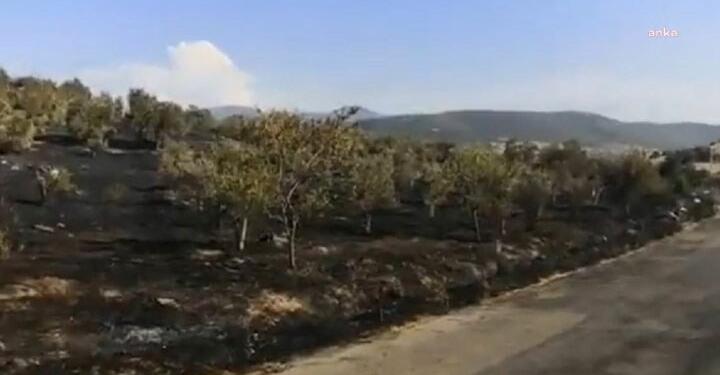 Nesin Vakfı’na ait Matematik Köyü’nün zeytinlikleri kundaklandı