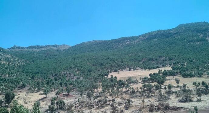 Rîsor’da ağaç katliamı: Asırlık ağaçlar kesiliyor