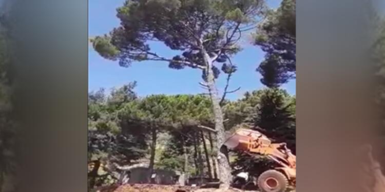 Efrîn’deki doğa kıyımının görüntüleri yayınlandı