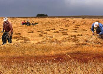 Çiftçinin ne ekeceğine iktidar karar verecek