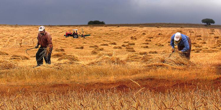 Çiftçinin ne ekeceğine iktidar karar verecek