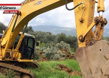 Zeytini yok etmekten vazgeçmiyorlar!