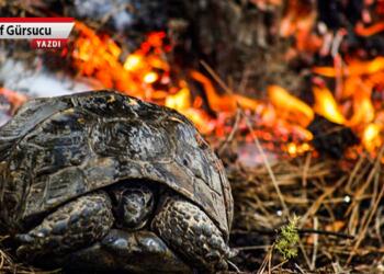 Yaşam kaynaklarımız hızla yok oluyor