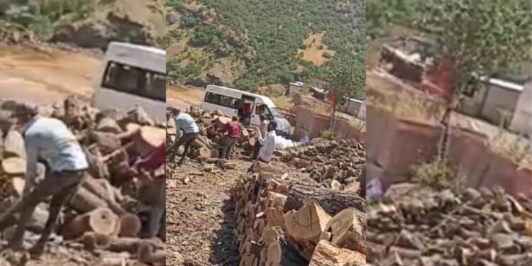 Bölge kentleri AKP’nin talan alanı: Çukurca’da da ağaç kıyımı