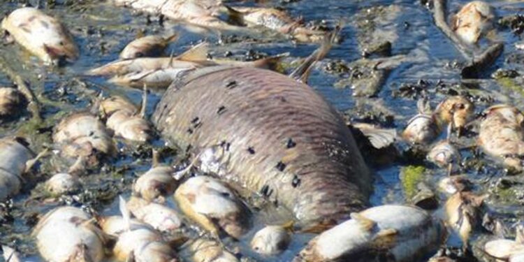 Bakırçay’da binlerce balık öldü!