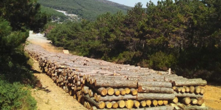 Maltepe’de ağaç katliamı