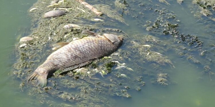 Menderes’te balık ölümleri sürüyor