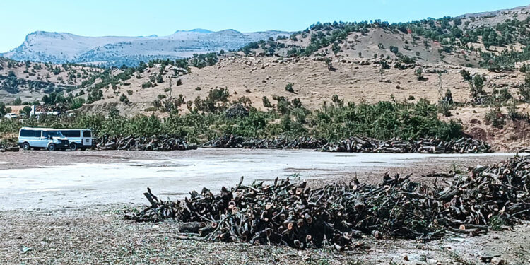 Şırnak’ta yol boyu orman kıyımı