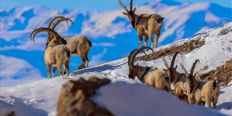 Nesli tükenmekte olan dağ keçileri bakanlık izniyle katlediliyor