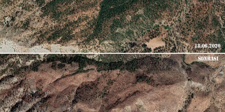 Cudi’de ağaç katliamı kesintisiz sürüyor