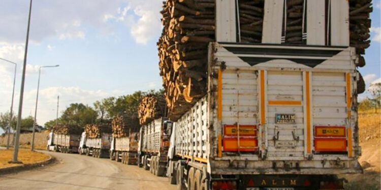 Doğa üzerinden kirli savaş: Ağaç kıyımı 50 tırı aştı