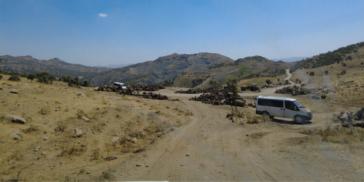 Cudi’deki ağaç kıyımı sürüyor