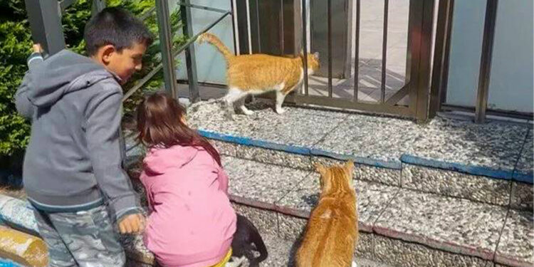 Altı yaşındaki çocuğa ‘kedi besleme’ cezası
