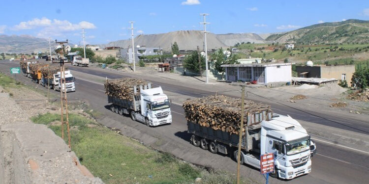 Şırnak’ta her gün 50 tır ağaç katlediliyor