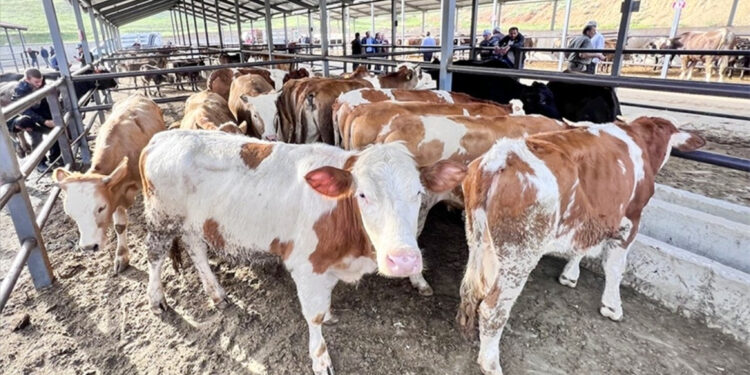 Et ve süt ürünlerine yeni zamlar yolda