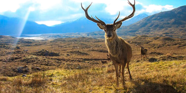 Av değil katliam sezonu!