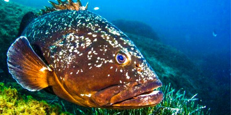 Orfoz balığı tehdit altında