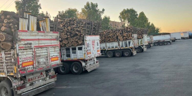 Şırnak Barosu, ağaç kıyımına karşı mahkemeye başvurdu